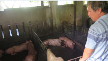 VET: Phú Yên phản hồi thông tin lợn chết sau tiêm vacxin NAVET-ASFVAC